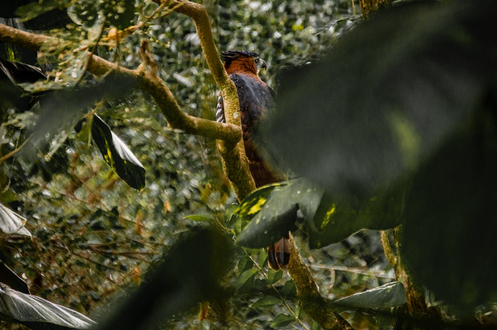 昼間の木の枝にとまる黒と茶色の鳥