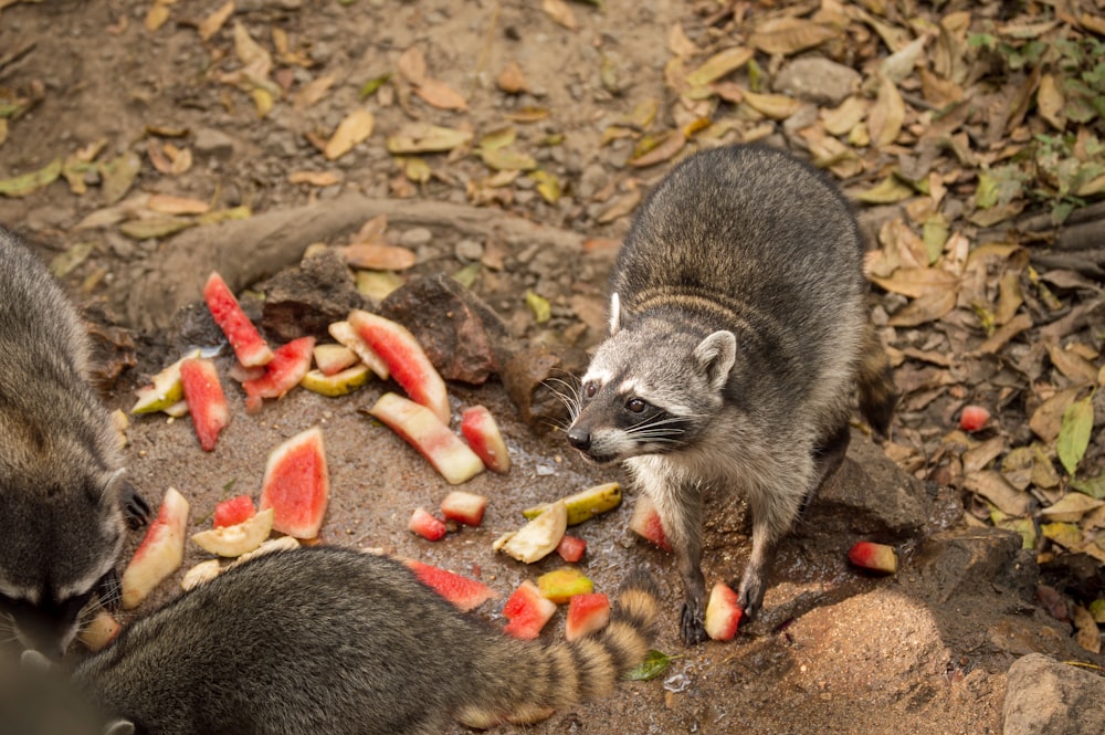 gray and white squirrel eating red apple