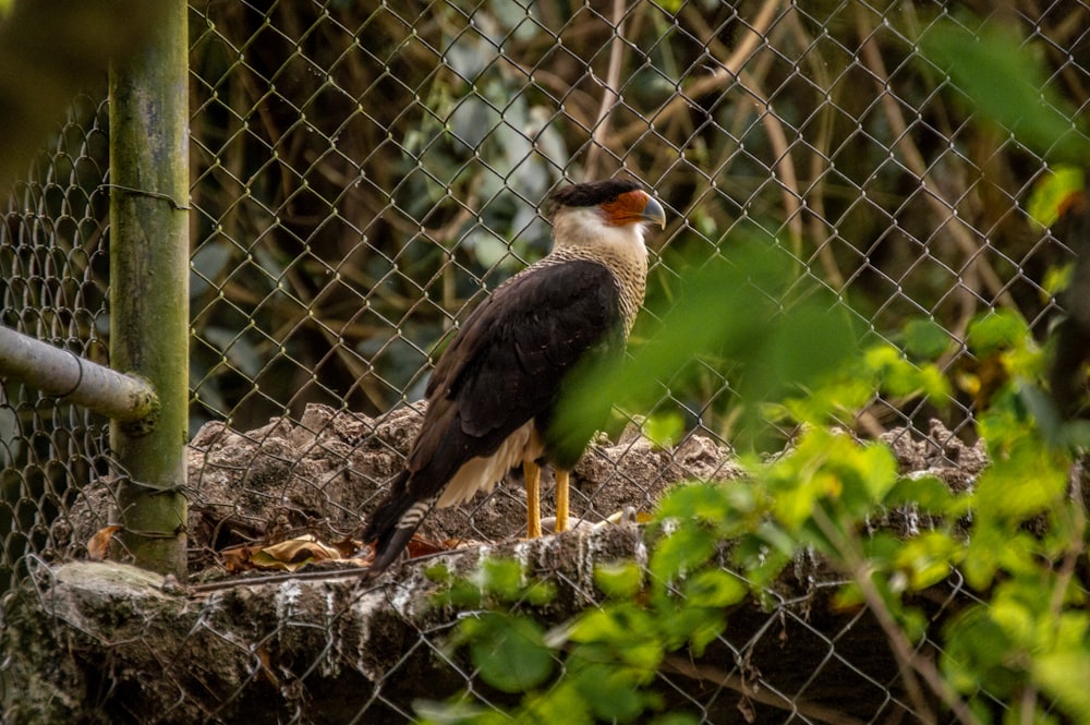 black and white bird on brown tree branch during daytime