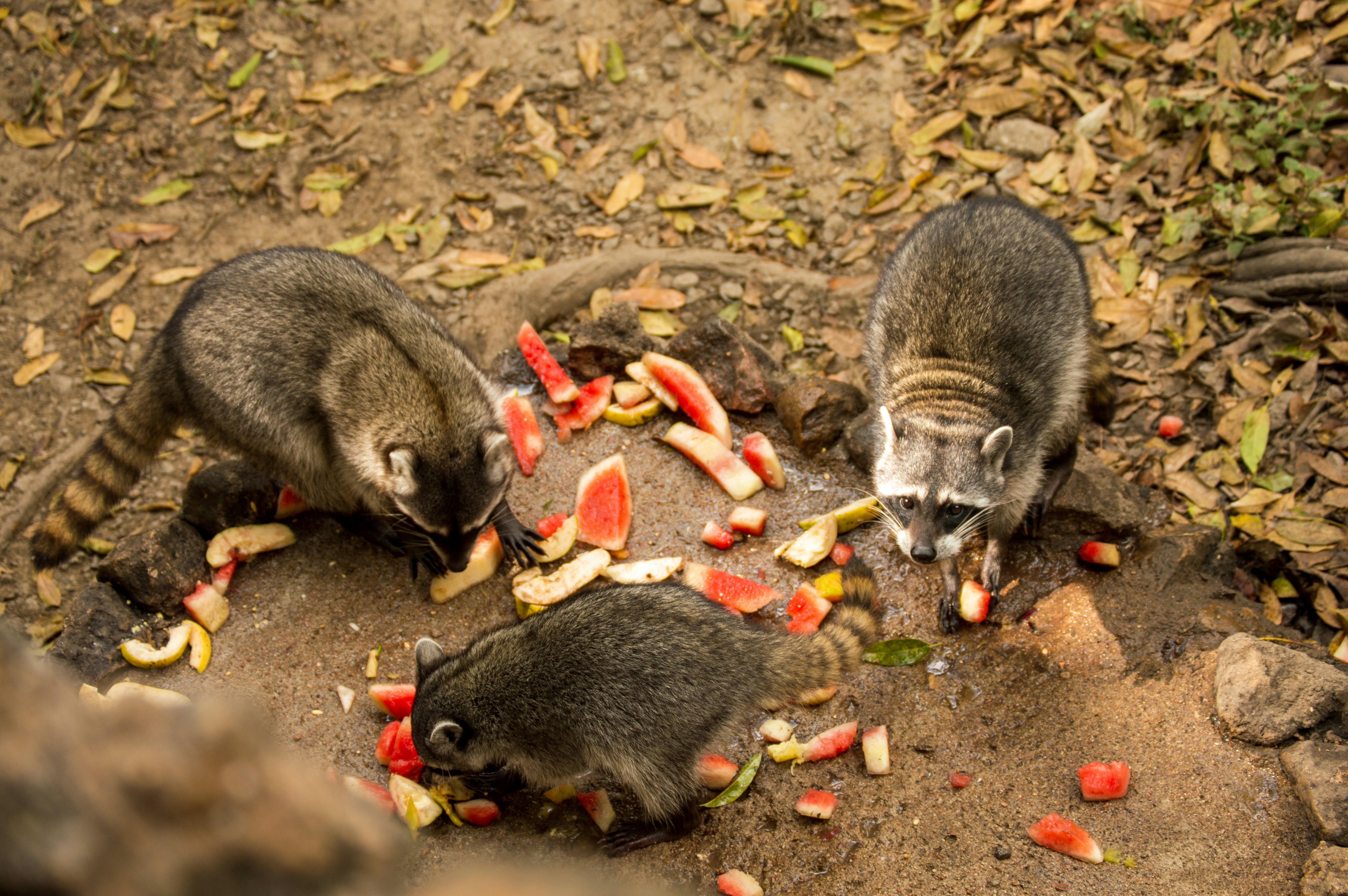 Can Guinea Pigs Eat Strawberries? A Sweet Treat Guide