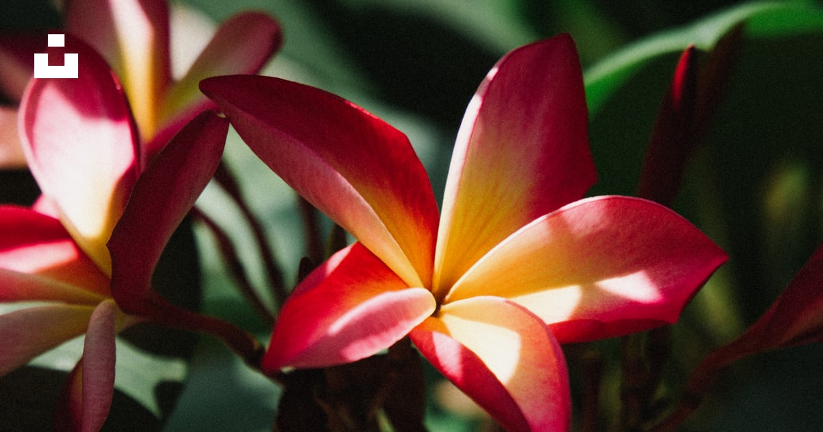 Fleur rouge et jaune en gros plan photo – Photo Plante Gratuite sur ...