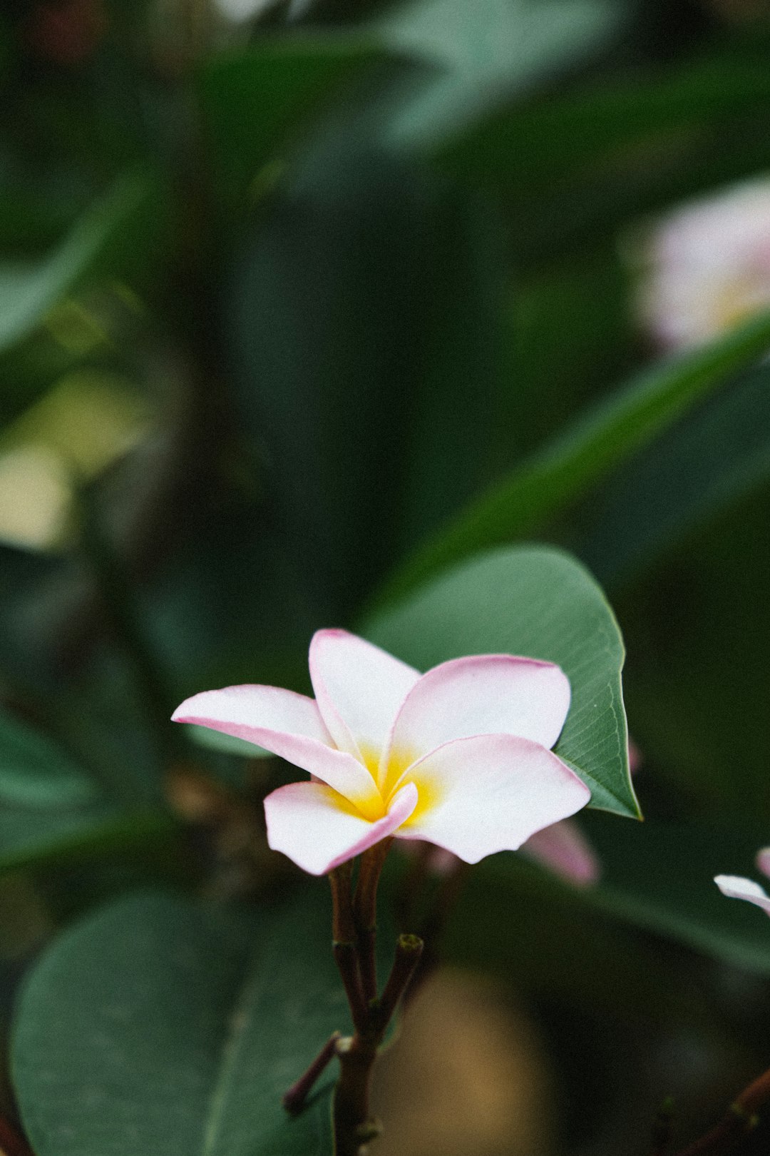 white and pink flower in tilt shift lens