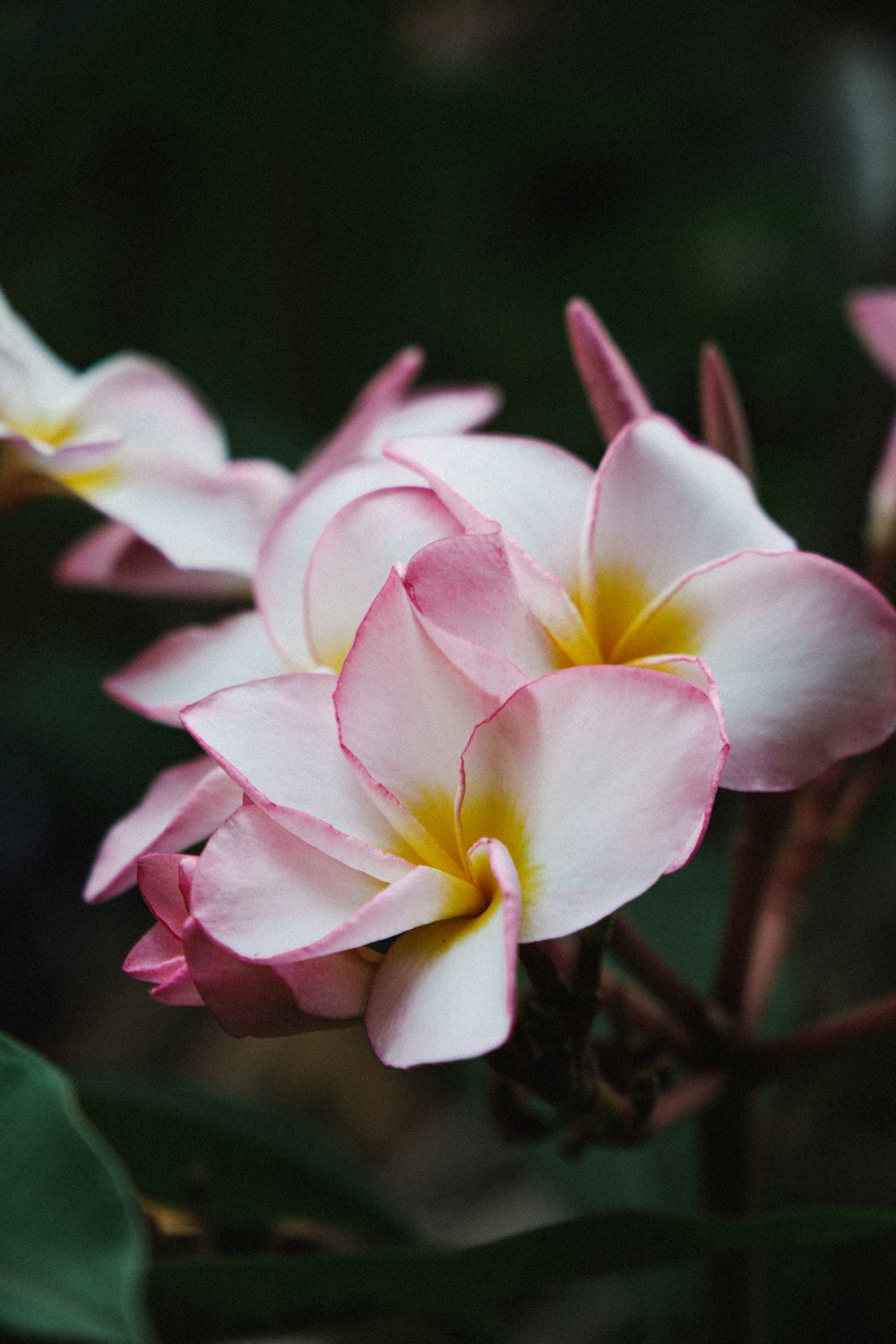 white and pink flower in tilt shift lens