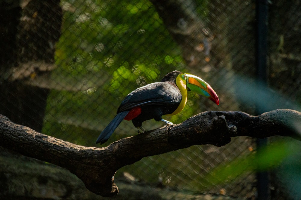 black yellow and red bird on brown tree branch