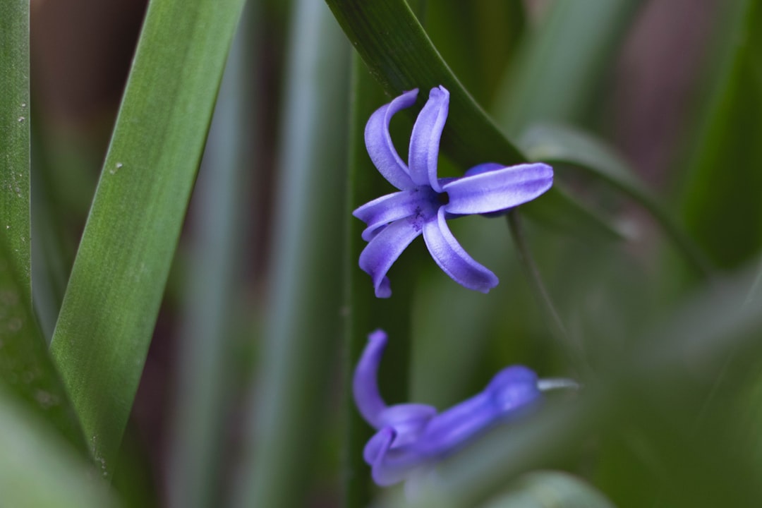 purple flower in macro lens photography