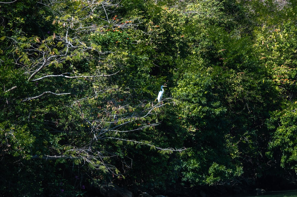 white bird on green tree during daytime