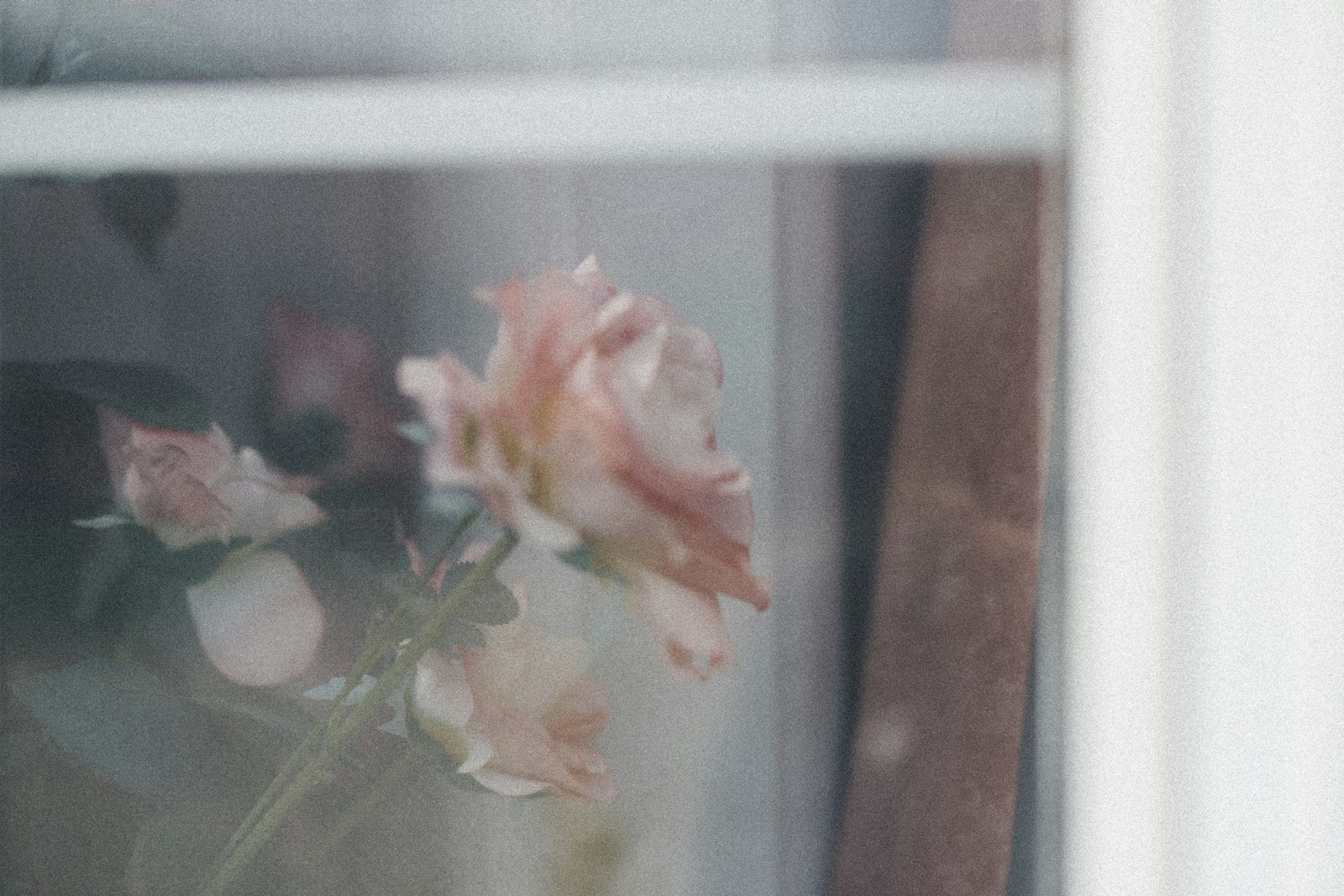 Tokina Opera 50mm F1.4 FF sample photo. Pink flower on white photography