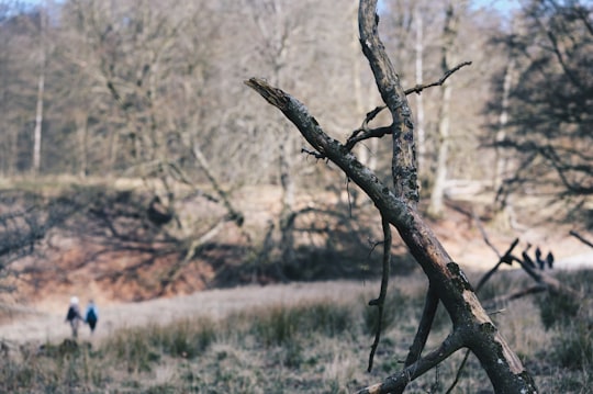 brown tree branch on brown grass field during daytime in Dyrehaven Denmark