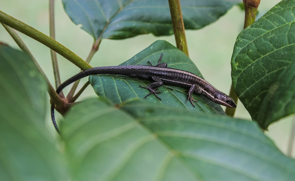 black and gray lizard on green leaf