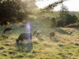 Wide-angle view of cows grazing peacefully on a sunny dairy farm.
