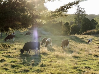 A serene farm scene with happy rescued animals grazing in a green pasture.
