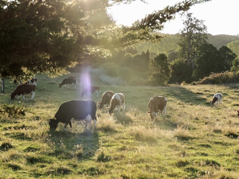 Wide-angle view of cows grazing peacefully on a sunny dairy farm.