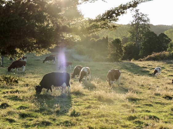 A warm, sunlit dairy farm with cows grazing peacefully and a farmer checking a tablet.