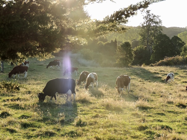 A warm, rustic photo of wagyu cattle grazing peacefully on the farm under soft sunlight.