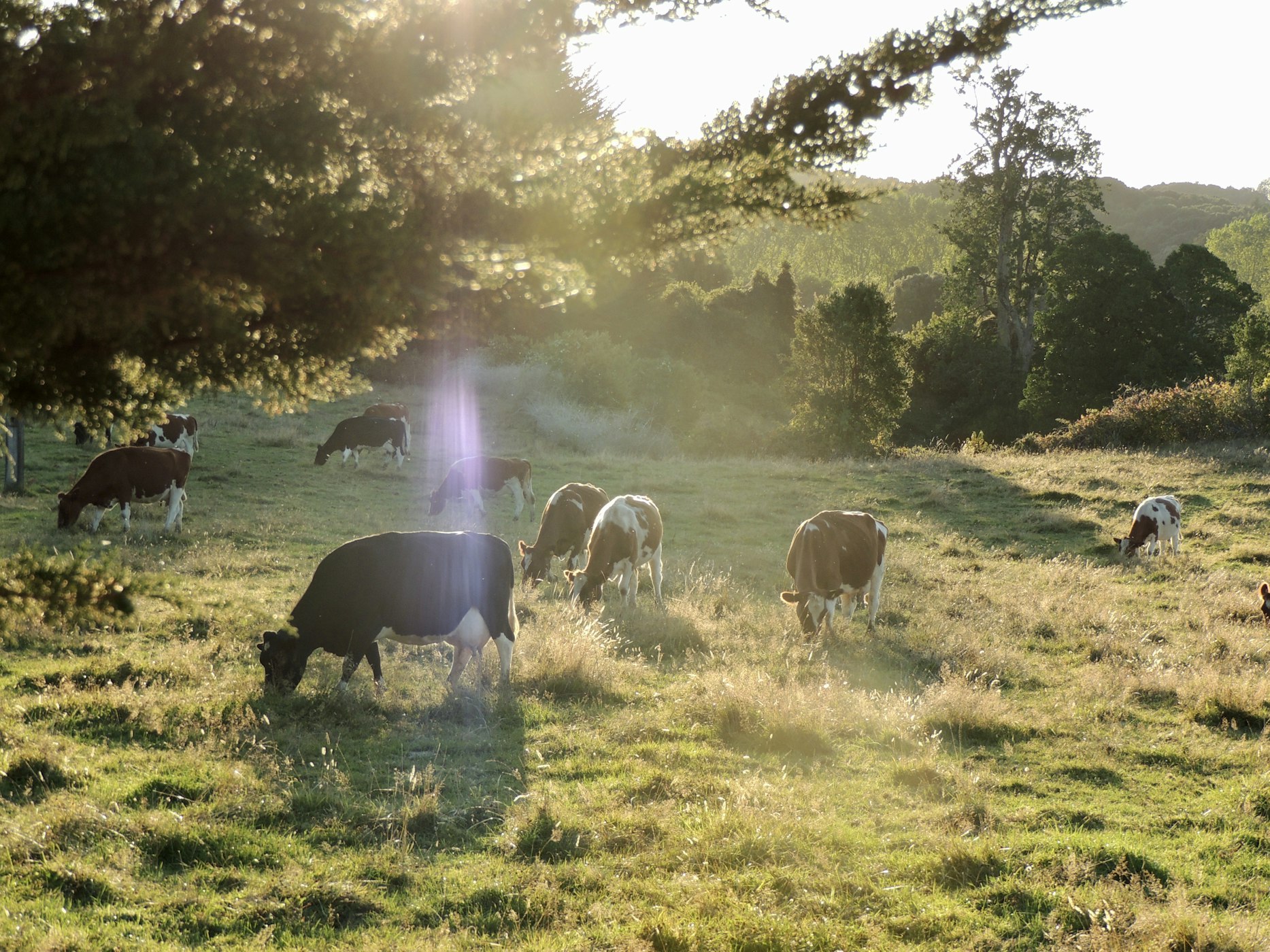 Grazing Naturally, by Dick Richardson, with Remarks by Allan Savory