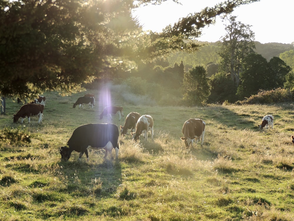 herd of cow on green grass field during daytime