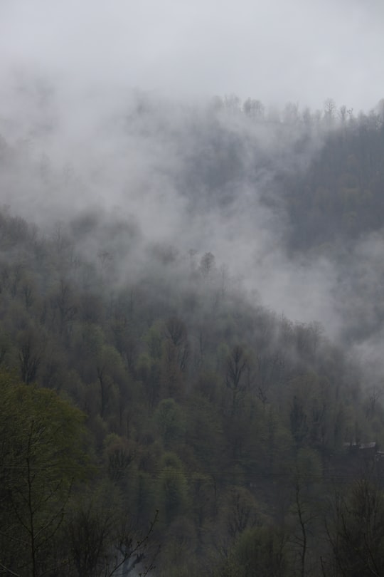 green trees covered with fog in Masal Iran