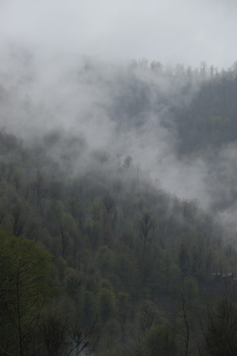 green trees covered with fog