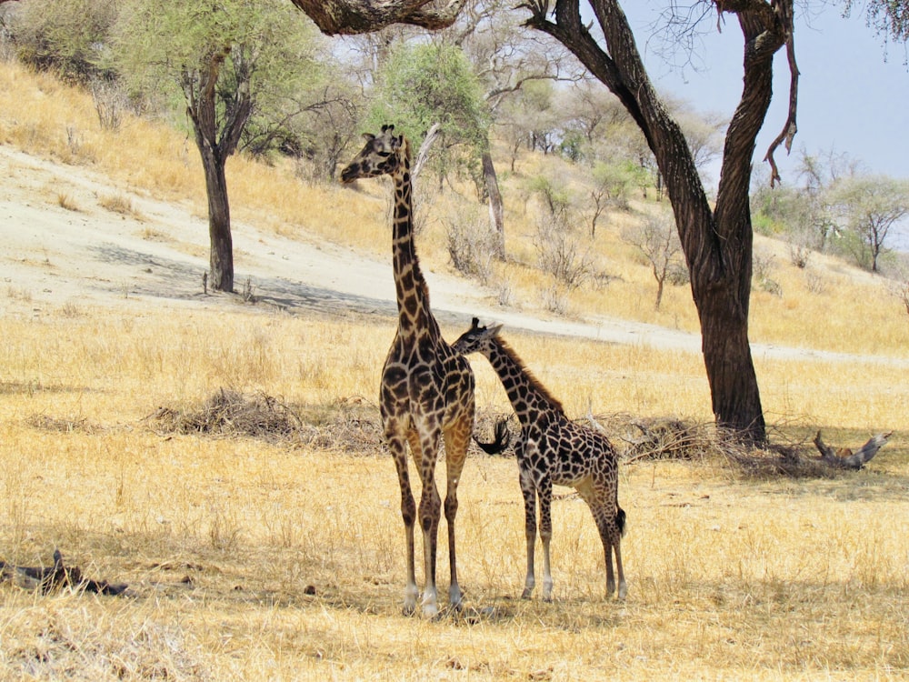 2 giraffes on brown grass field during daytime