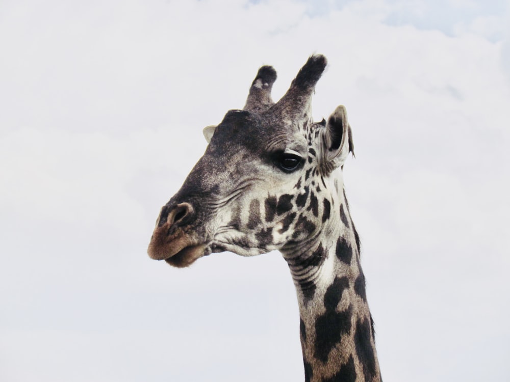 black and white giraffe head
