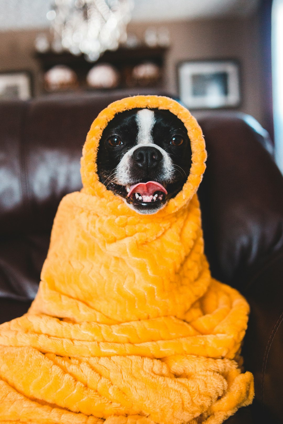 black and white short coated dog wearing yellow knit scarf