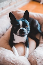 A small black and white dog with prominent ears is lying comfortably in a plush, light-colored pet bed. The dog has an attentive expression and is looking directly at the camera. The background includes a wooden floor and a glimpse of a brick wall.