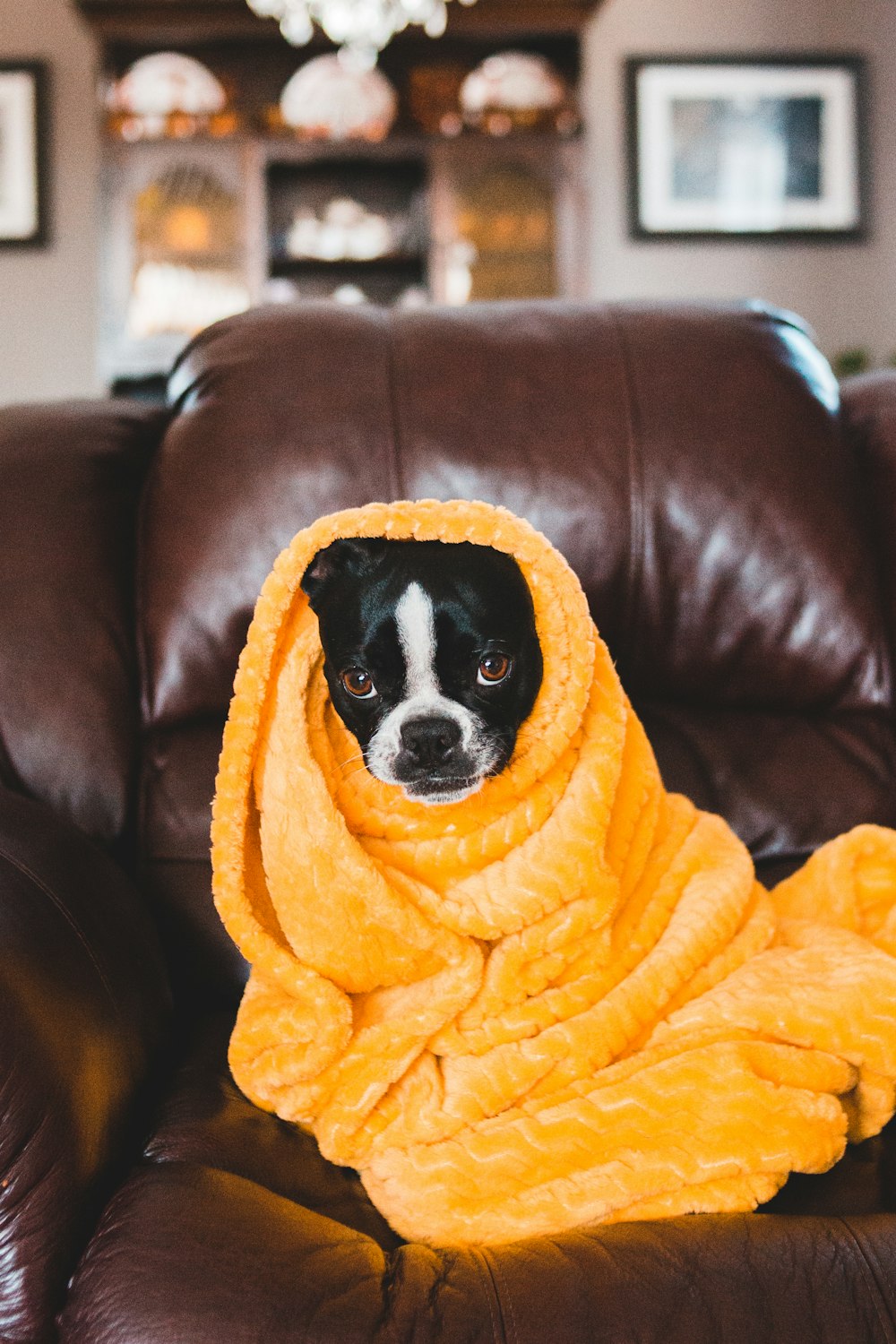black and white dog covered with yellow blanket