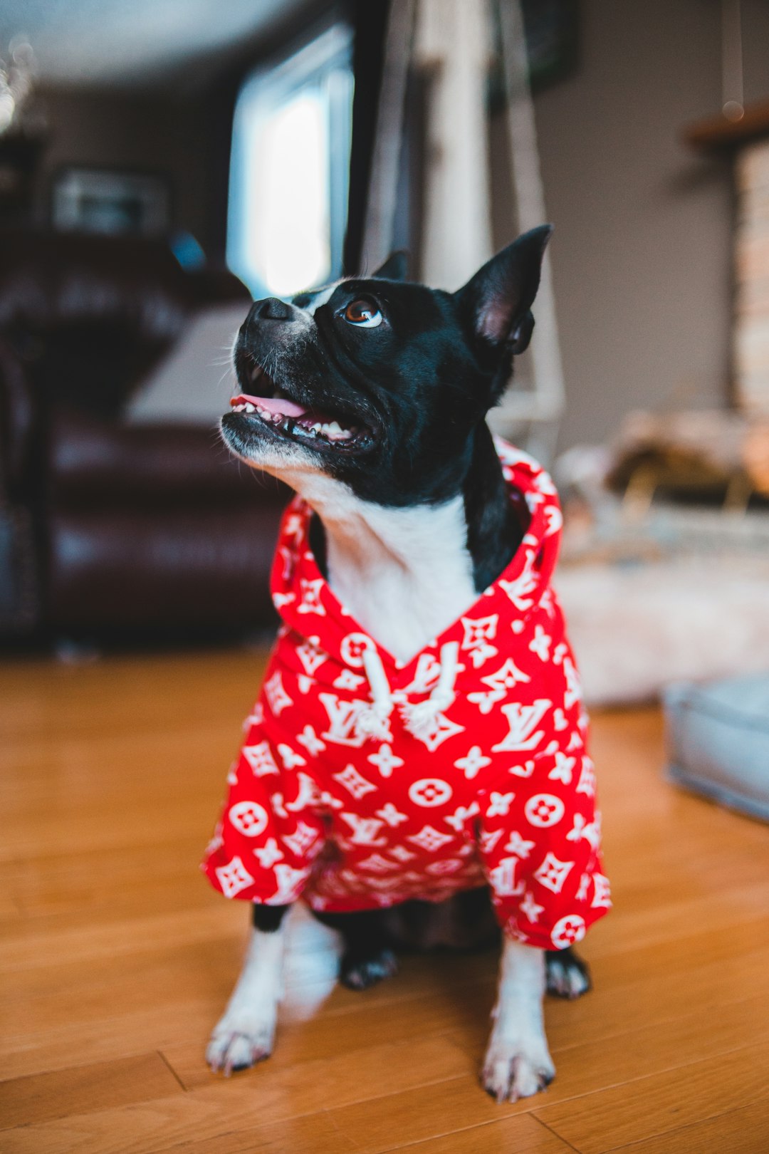 black and white short coated dog wearing red and white polka dot shirt