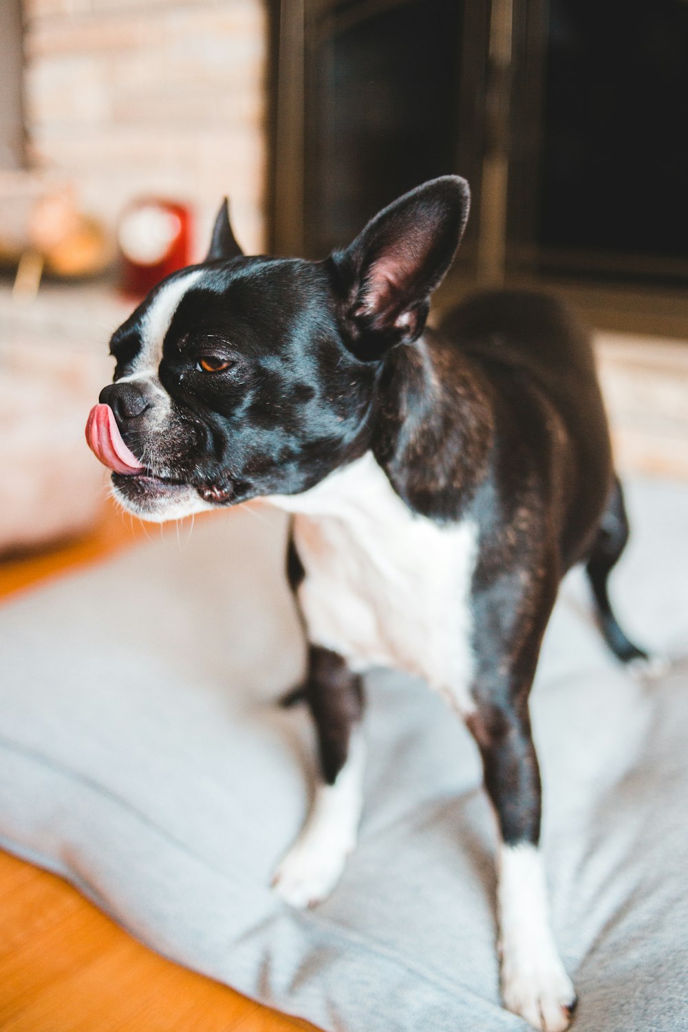 black and white short coated dog on white textile