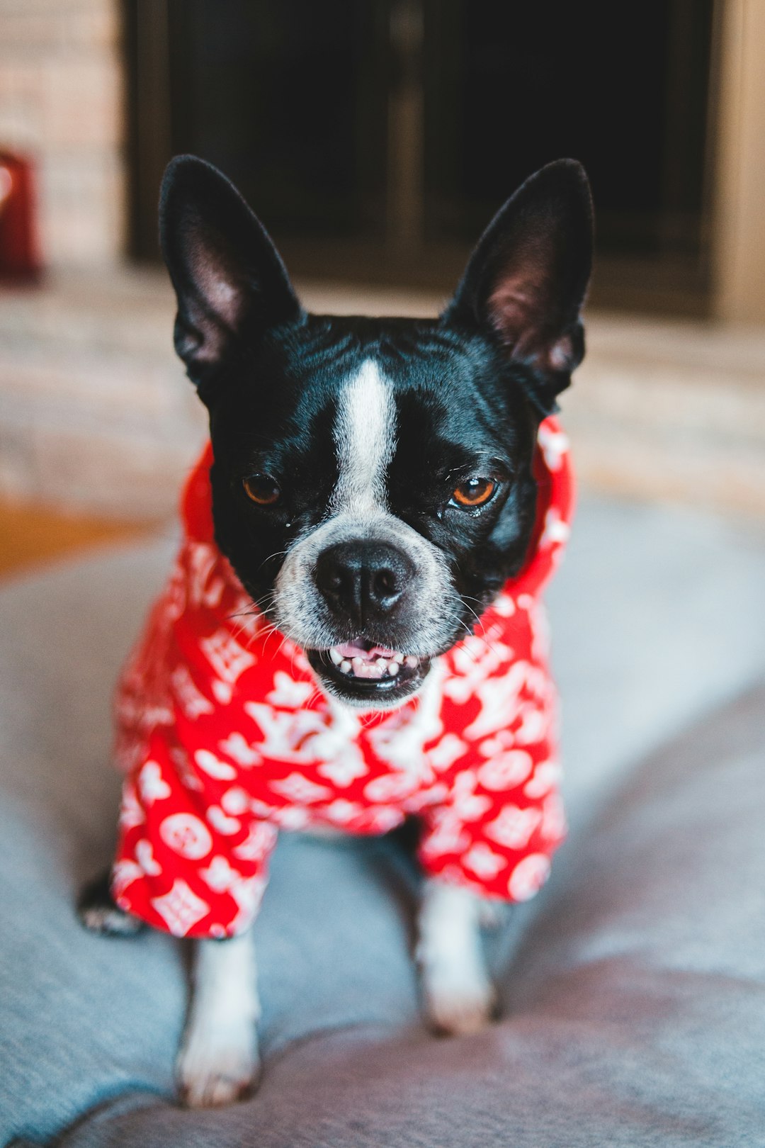 black and white short coated small dog wearing red and black polka dot shirt