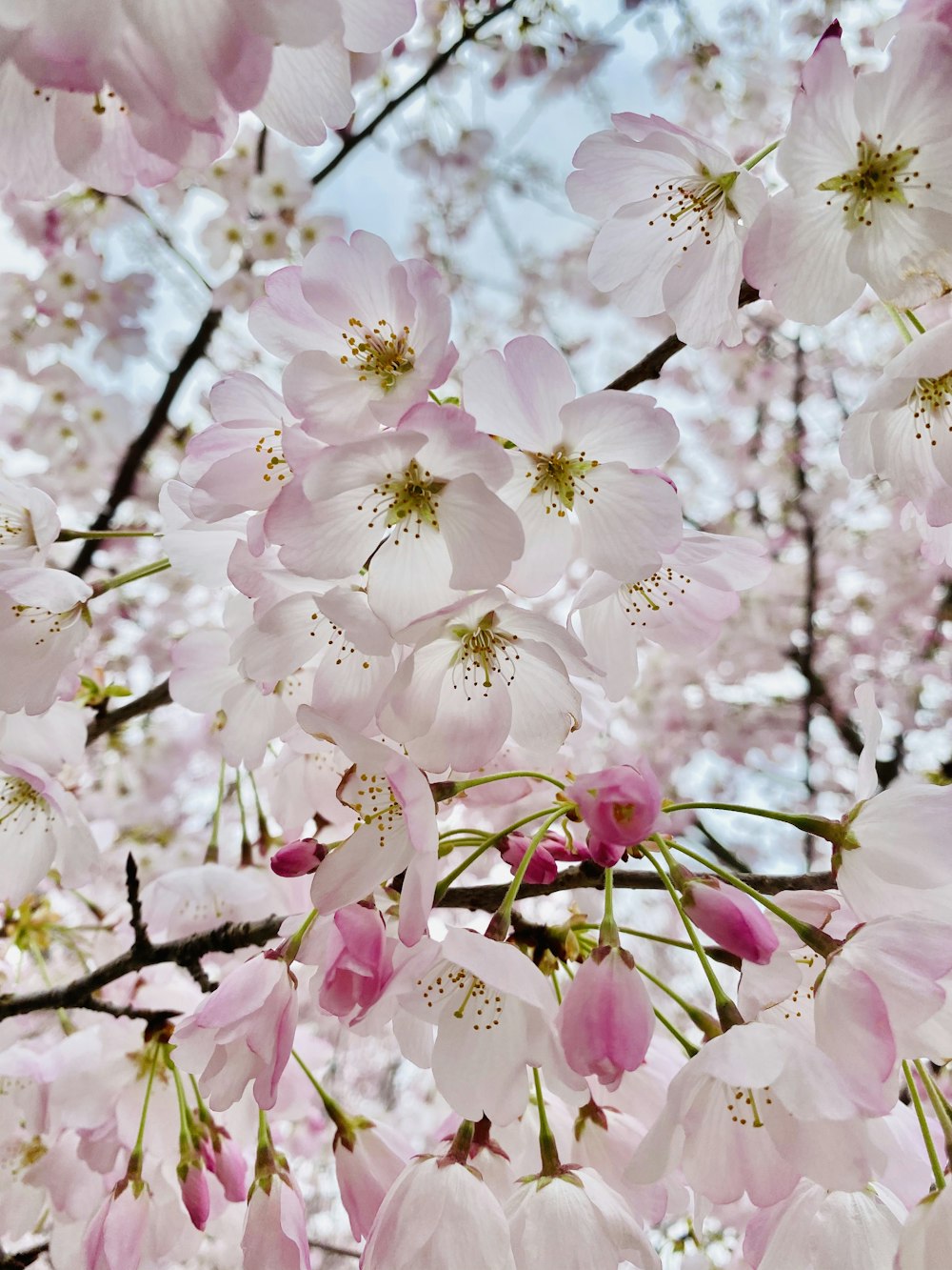 weiße und rosa Kirschblütenblüten blühen tagsüber