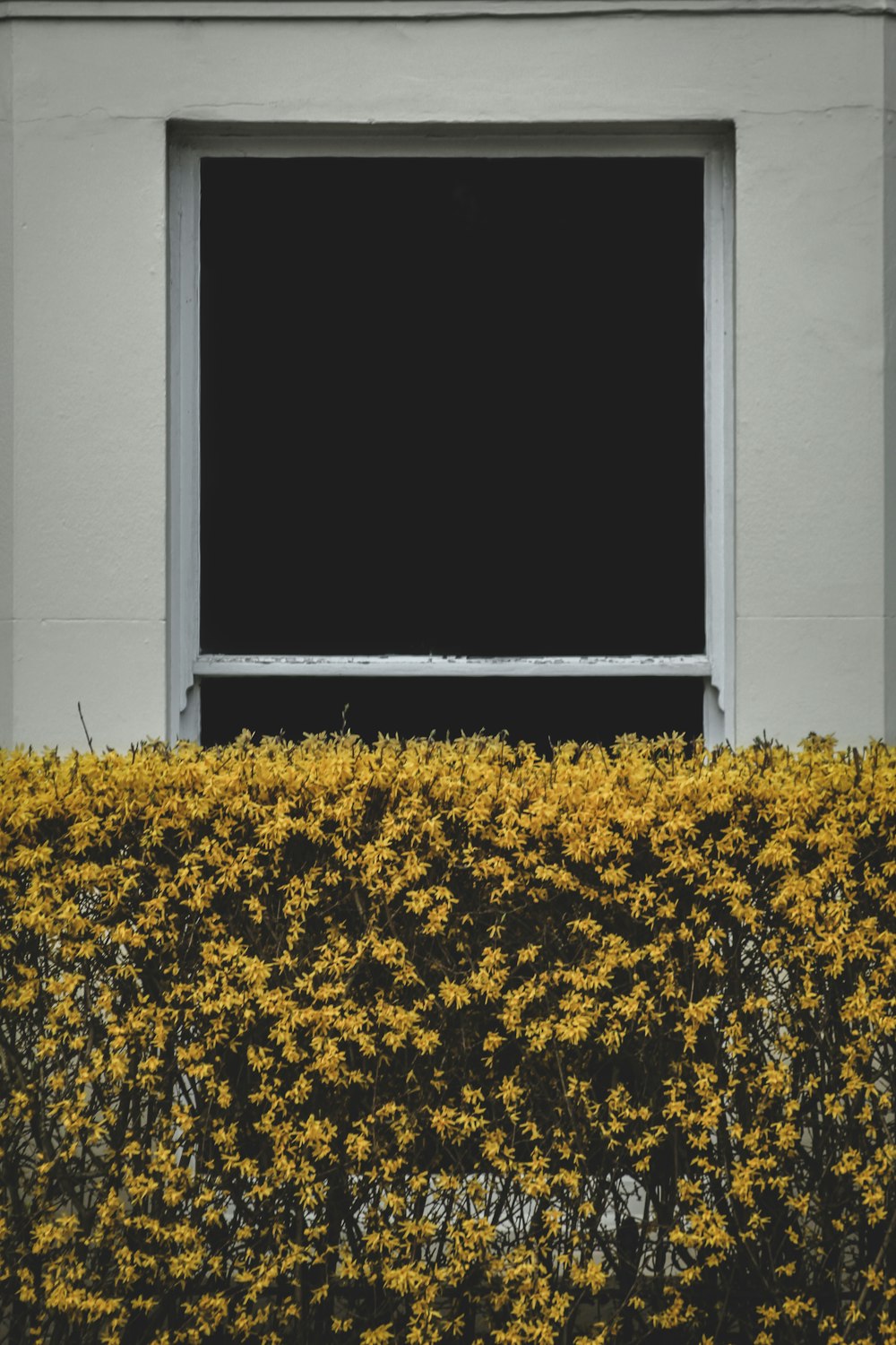 흰 벽 옆에 노란 꽃