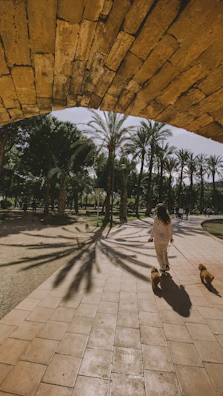 Two small dogs eagerly exploring a sunny park during their afternoon walk.