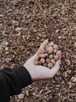 Hands carefully sorting fresh hazelnuts on a traditional wooden table.
