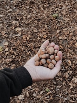 Hands holding a mix of shelled nuts including hazelnuts, pine nuts, and pistachios.