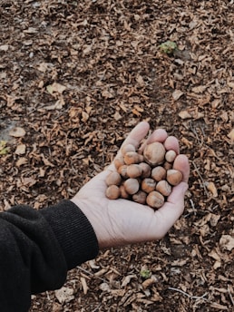 Hands holding a mix of shelled nuts including hazelnuts, pine nuts, and pistachios.