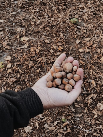 A hand holding a bunch of hazelnuts, with a background covered in dry leaves scattered on the ground.