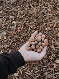 A hand holding a bunch of hazelnuts, with a background covered in dry leaves scattered on the ground.