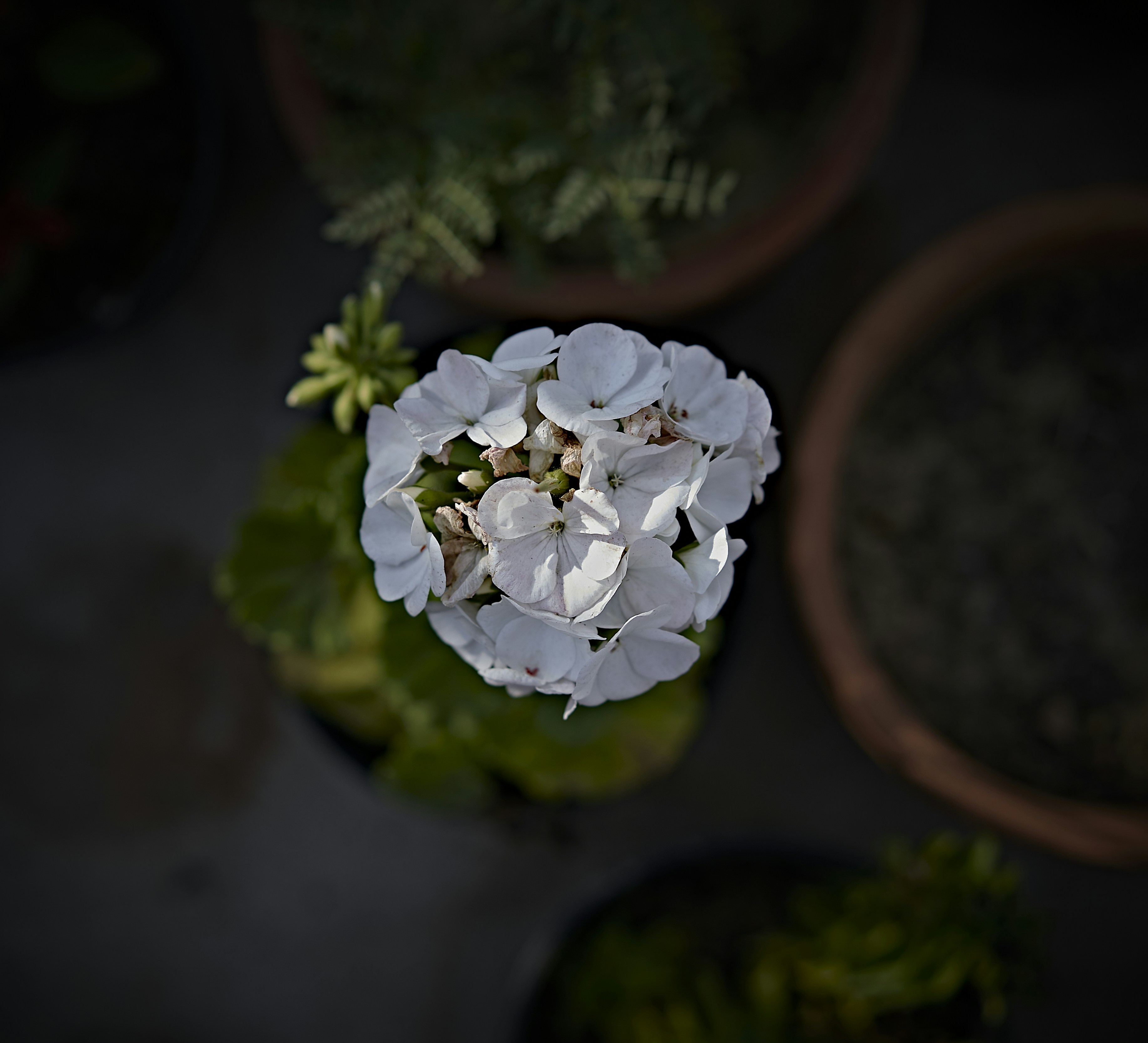white flower on brown clay pot