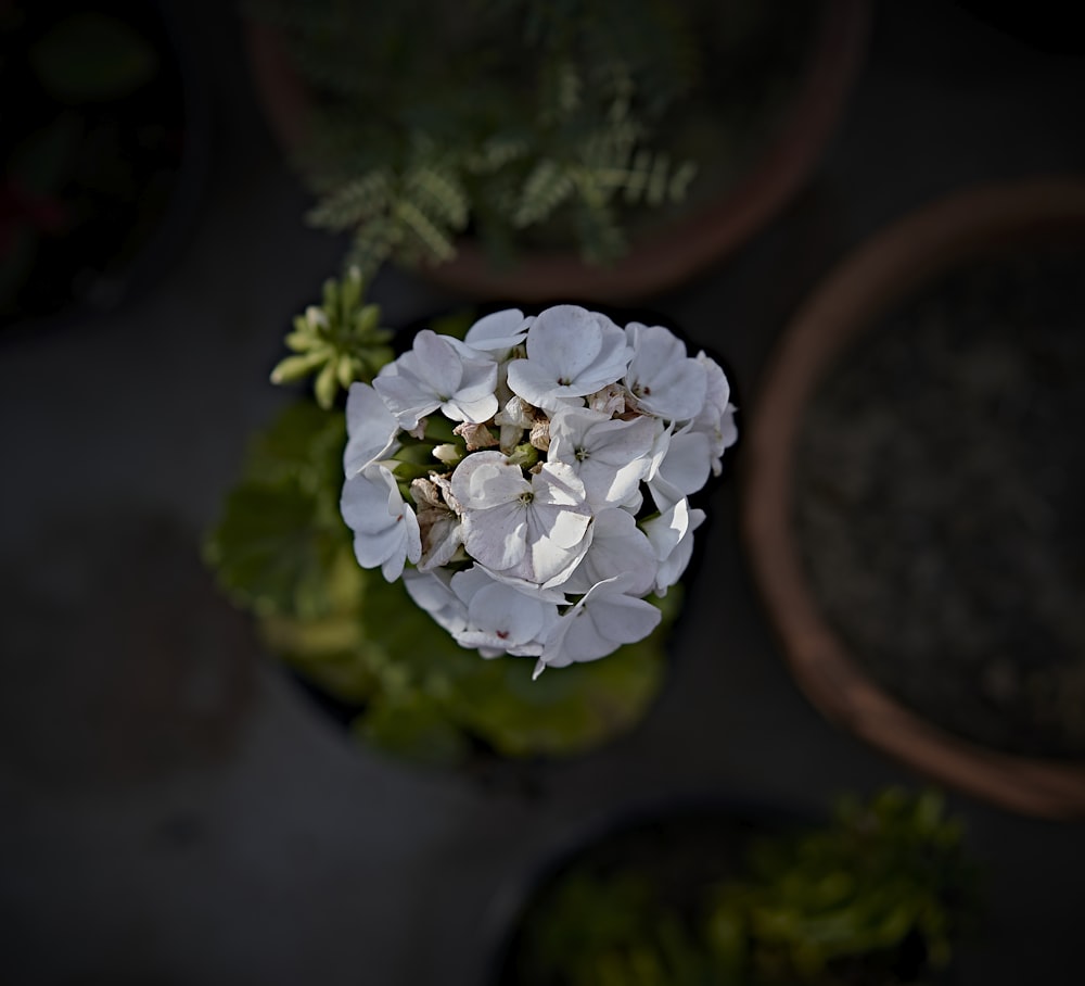 white flower on brown clay pot