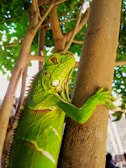 A vibrant green iguana perched on a branch.