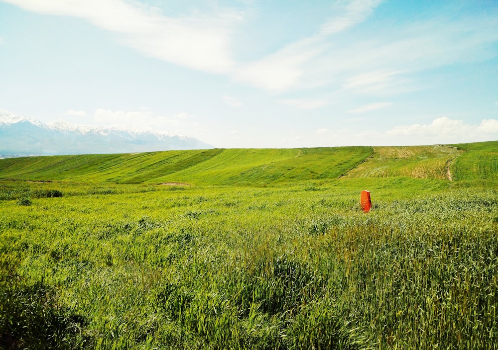 green grass field under blue sky during daytime