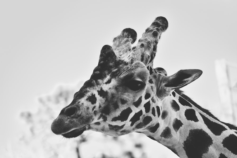 grayscale photo of giraffe head