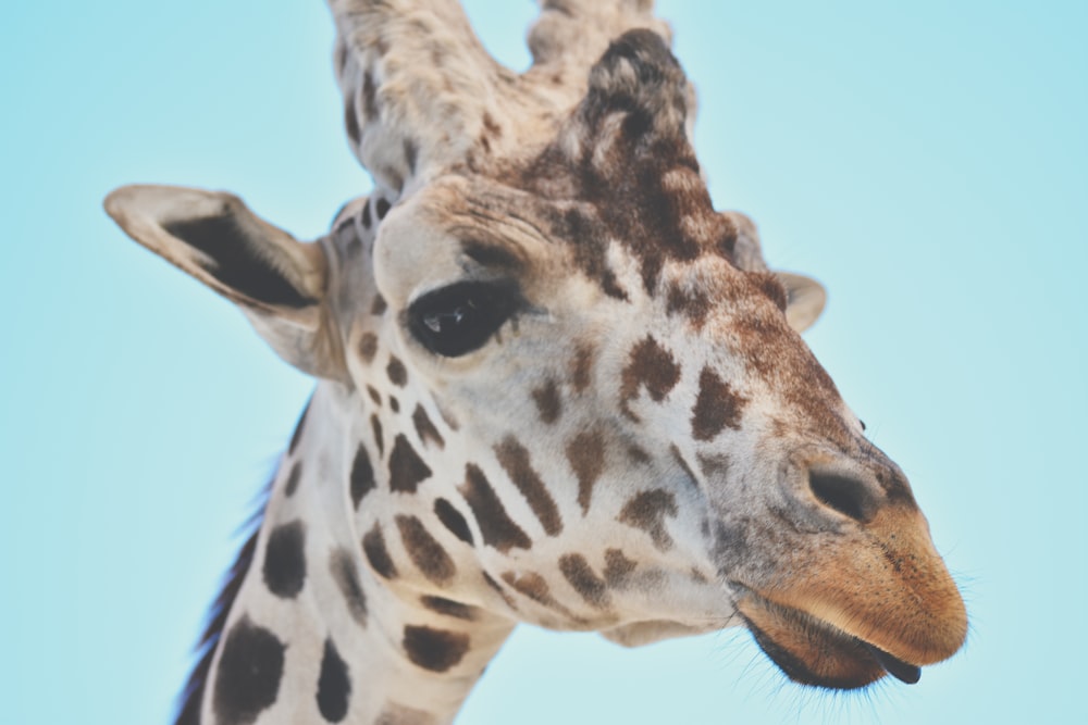 brown and white giraffe head