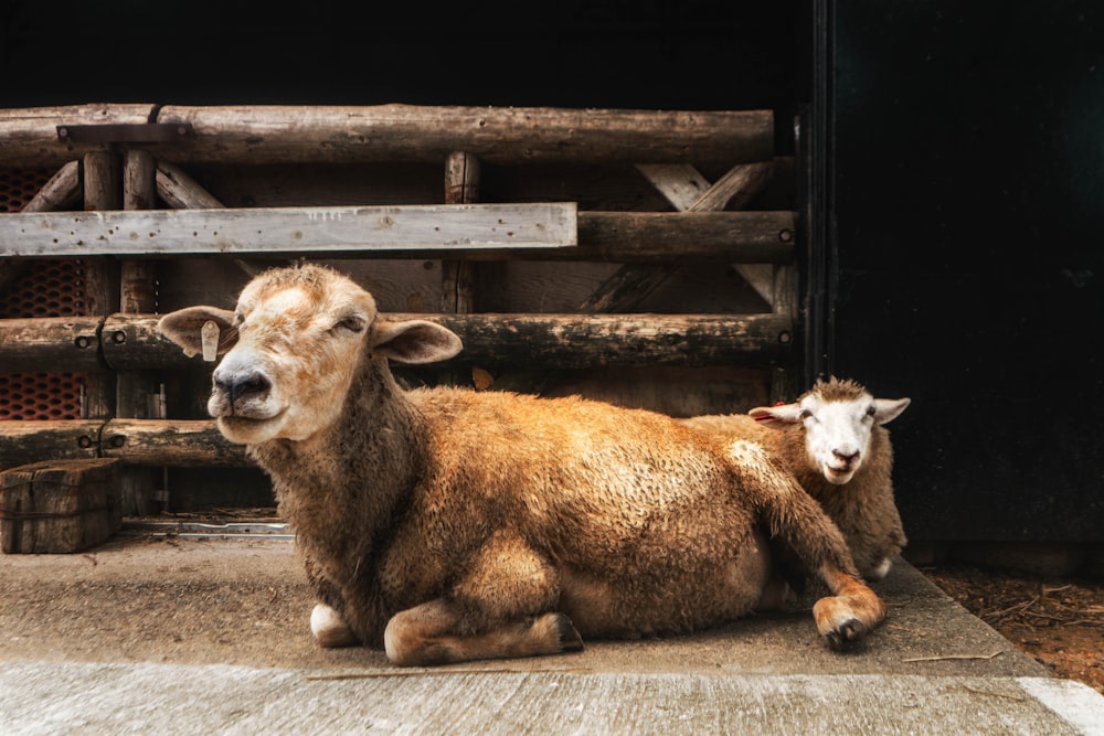 moutons bruns et blancs sur la route en béton gris pendant la journée