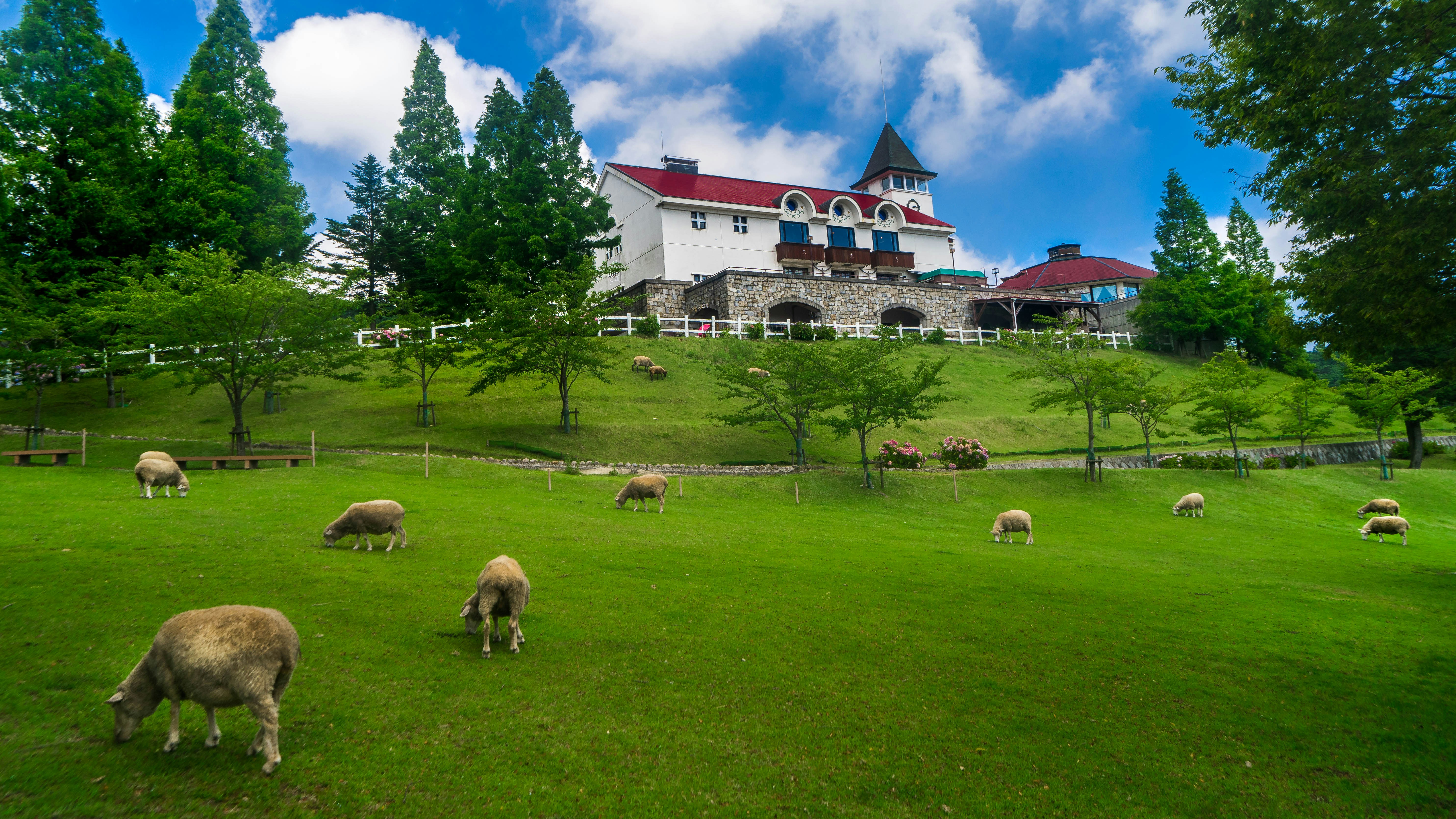 Just some sheep grazing on the pasture at leisure in a cozy afternoon.