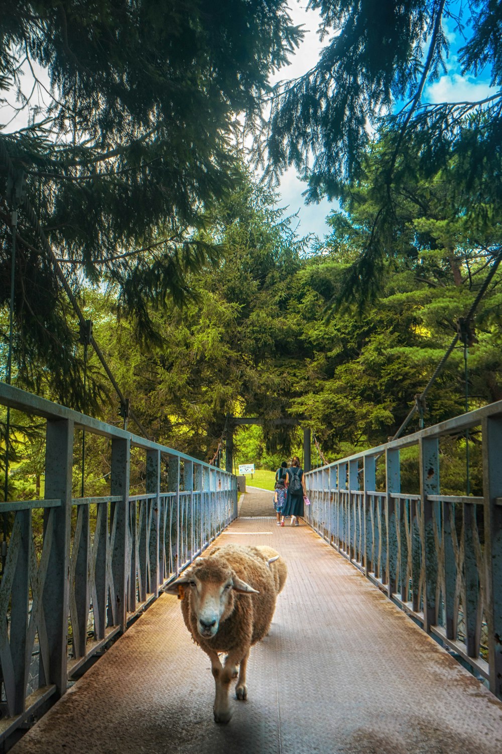 brown dog on wooden bridge