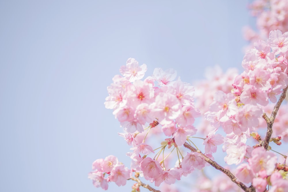 Flor de cerezo rosa en fotografía de primer plano