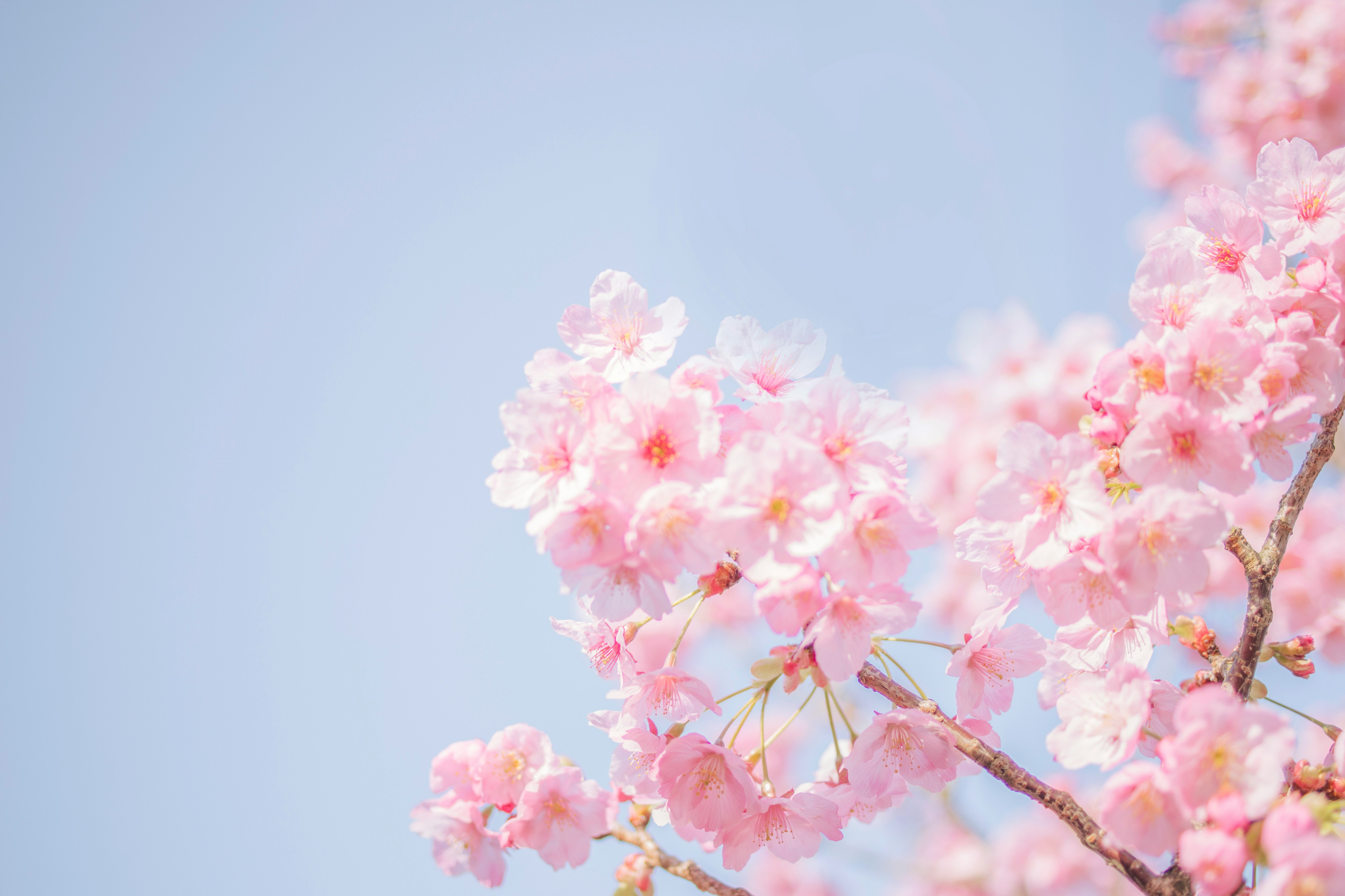 pink cherry blossom in close up photography