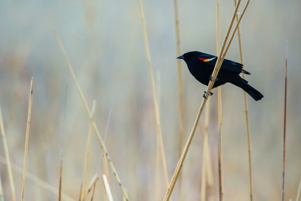 black bird on brown tree branch during daytime